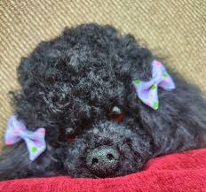 suzie a toy poodle puppy dog by