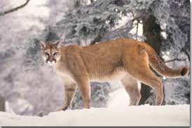 Rarely are these beautiful and wild cats ever spotted. Kentucky Department Of Fish Wildlife Mountain Lions