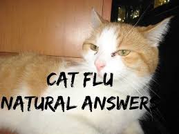 cat flu 5 natural answers you
