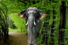 Konni Surendran Hd Photo Elephant Wallpaper Elephant