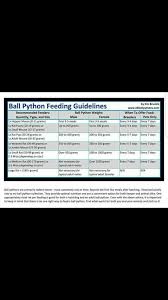 Ball Python Feeding Guide Album On Imgur