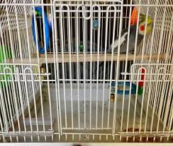how to clean a bird cage with the bird
