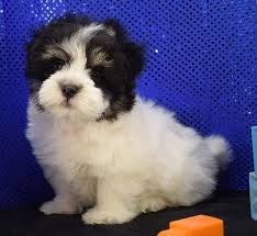 Havanese dogs belong to the bichon dog breed. Havanese Puppies For Sale Green Bay Wi 229502