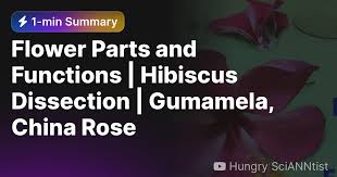 flower parts and functions hibiscus