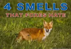 what-smell-do-foxes-hate