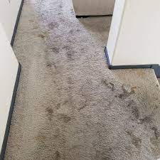 carpet cleaning pet stains in las vegas