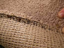 bed bugs beneath carpet bed bugs