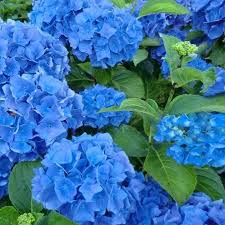 Този път тя потече в син цвят. Zimoustojchiva Hortenziya S Ogromen Sin Cvyat Hydrangea Macrophylla Blue M I M Trejding