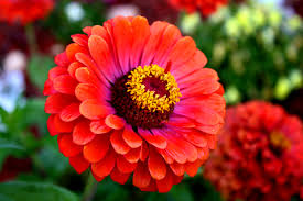 zinnia the flowers express philippines