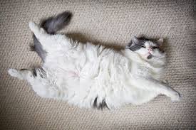 See full list on vetinfo.com The Causes Of Ascites In Cats A K A Abdominal Fluid Buildup In Cats Catster