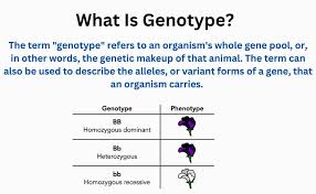 what is genotype how is it determined