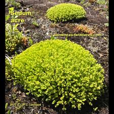 sedum acre stonecrop plant