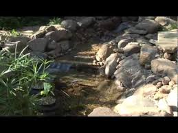 A pair of lotus flowers and series of lily pads. Smartpond S How To Build A Pond Or Water Feature Youtube
