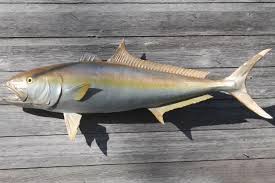 vintage fish mount taxidermy large