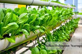 hydroponic startups of india that is