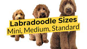 what labradoodle size is best mini