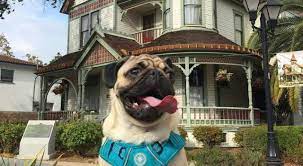pet friendly hotels in anaheim ca dog