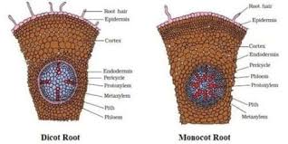 monocot and dicot root cross sections