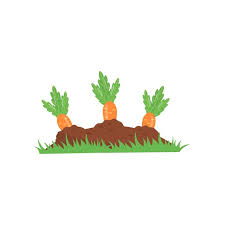 Carrot Growing From Ground Vegetable On