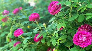 edible roses in your garden