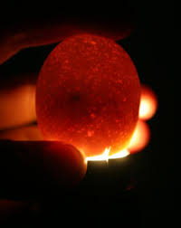 Candling Eggs Candling Photos Keeping Chickens A