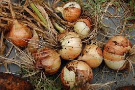Harvesting Onions When And How To