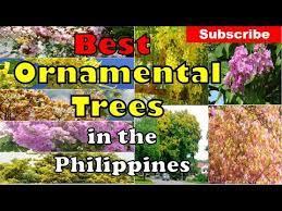 8 Best Ornamental Trees In Philippines
