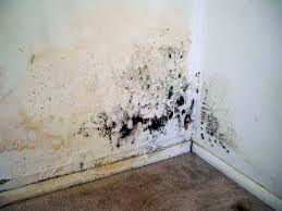 Mold And Reduce Your Painting Cost