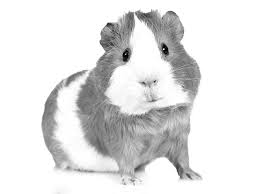 guinea pig care recommendations medvet