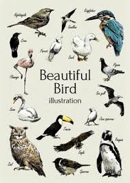 free vectors beautiful bird ilration