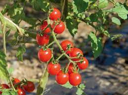 Best Tomatoes To Grow In Containers