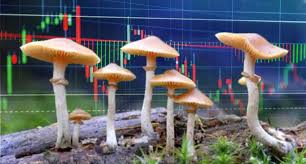 top mushroom penny stocks to watch in