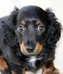 Advice from breed experts to make a safe choice. Miniature Dachshund Puppies For Sale Dogable