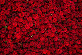 39 free red roses background free hd