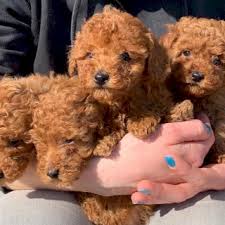 poodle mini toy georgia perros en venta