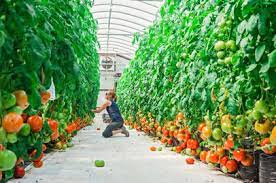 Cultivation in greenhouses is a practice that has allowed farmers to increase their. Greenhouse Vegetables Offer Local Produce Year Round Morning Ag Clips