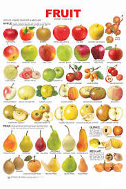 Fruit Chart 1