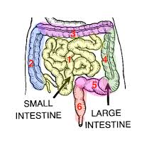 Absorbing useful substances into the body and restricting the entry of harmful substances. The Mesentery Function Structure Vasculature Teachmeanatomy