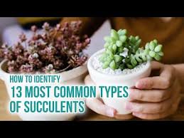 Even though succulents are low maintenance plants, being able to identify different types of succulents still help you take better care of them. How To Identify Different Types Of Succulent Part Ii Aloe Agave Gasteria And Haworthia Types Of Succulents Different Types Of Succulents Identifying Succulents