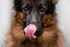 dog keeps licking lips 10 causes dr