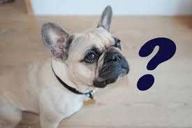 The origin of this breed is in the faraway past, and though the french bulldog is named french, germany also claims the right of having that breed's origin roots. Why Are French Bulldogs So Expensive A Full Breakdown Pets Kb