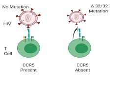 Function, proteins, disorders, pathways, orthologs, and expression. The Absence Of Ccr5 And The Inhibition Of Hiv Attachment A Mutation Of Download Scientific Diagram