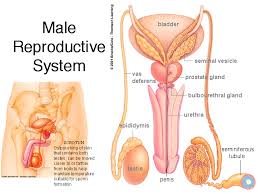 male system