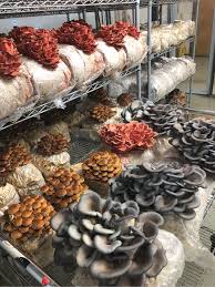 Myco Magic Specialty Mushrooms