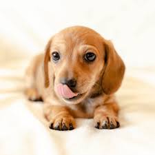 what does a dachshund cost puppy