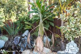 Maintaining A Palm Garden Is Not For