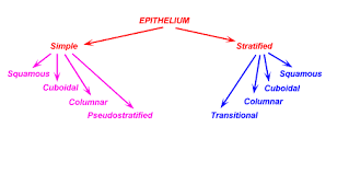 Als Tutorial Histology Epithelium Covering Lining Epithelia