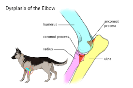 Resultado de imagen de canine elbow dysplasia