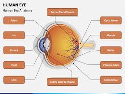 human eye powerpoint template ppt slides