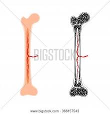 Ear bone diagram wiring diagram. Human Bone Anatomy Vector Photo Free Trial Bigstock